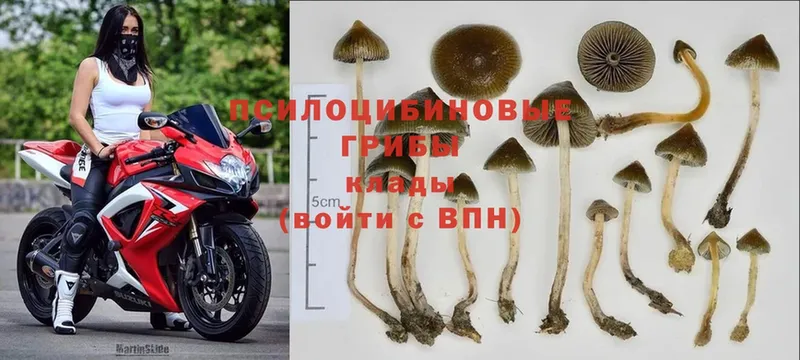 где можно купить наркотик  Инсар  Псилоцибиновые грибы MAGIC MUSHROOMS 